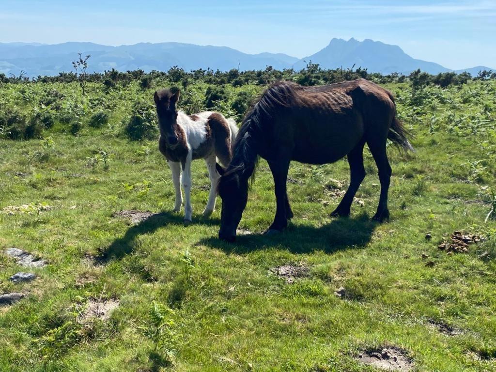 Maison Basque Maiana Anglet Zewnętrze zdjęcie